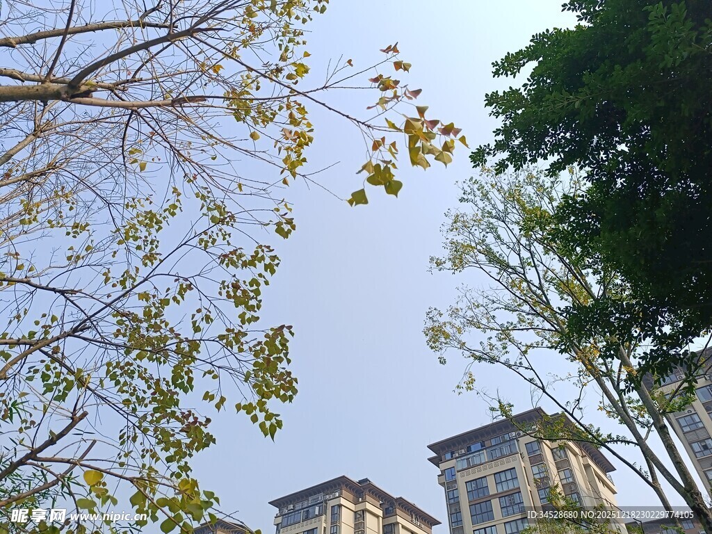 仰视秋日树梢与远处建筑