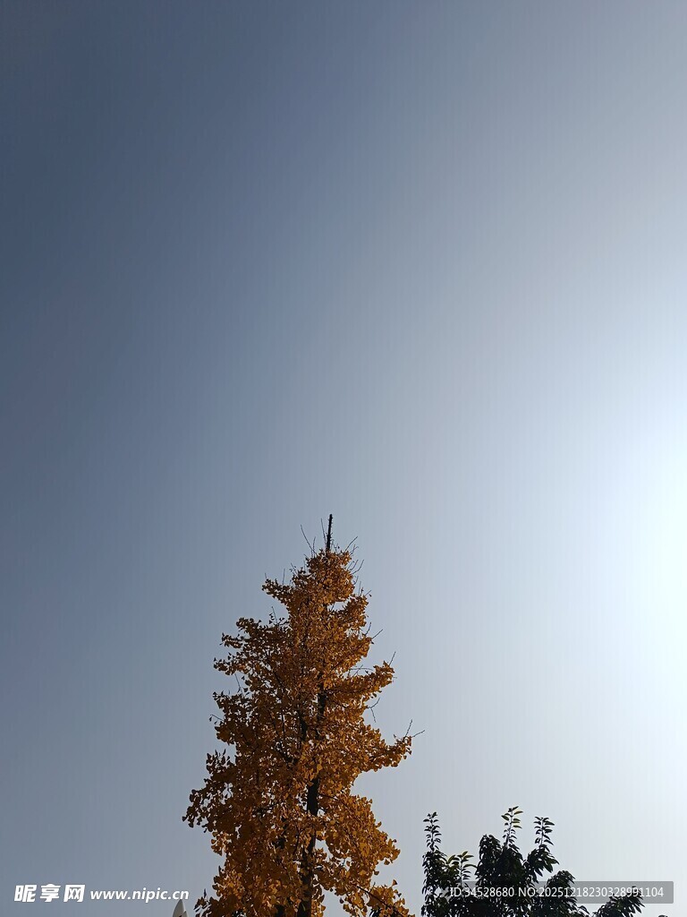 秋日挺拔树木映蓝天