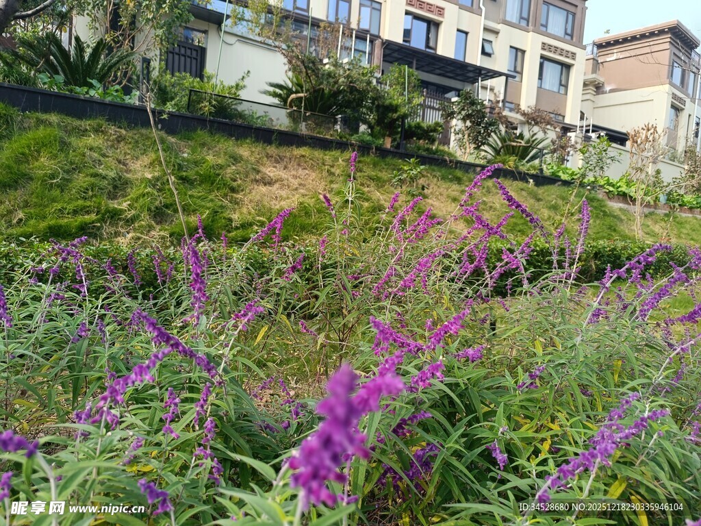 山坡上绽放的紫色野花