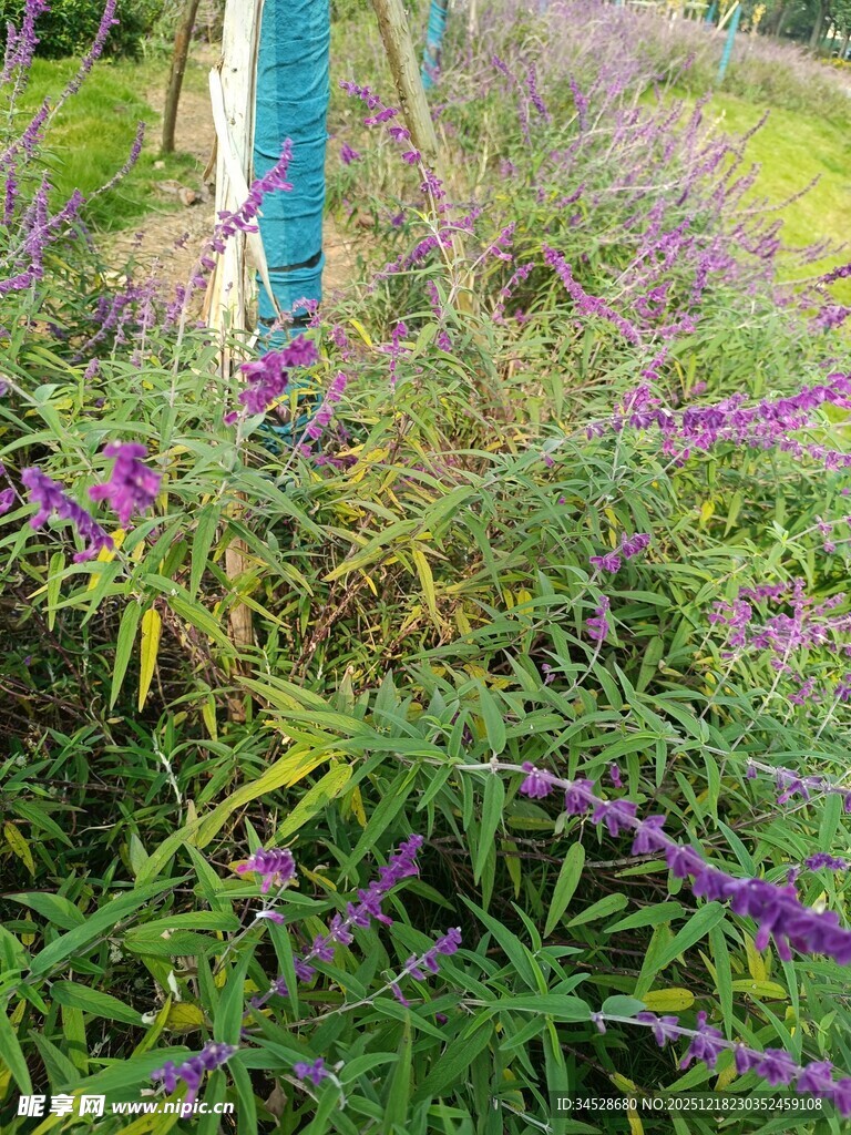 紫色花丛中的蓝色柱子