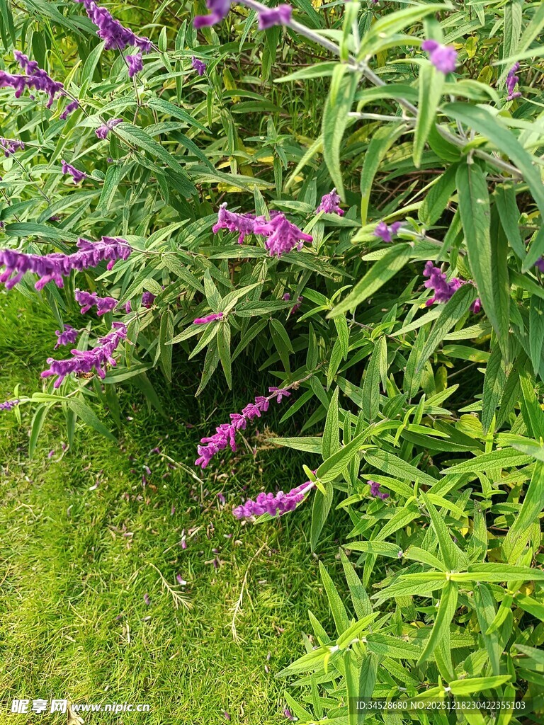 紫色花卉绽放于翠绿草丛
