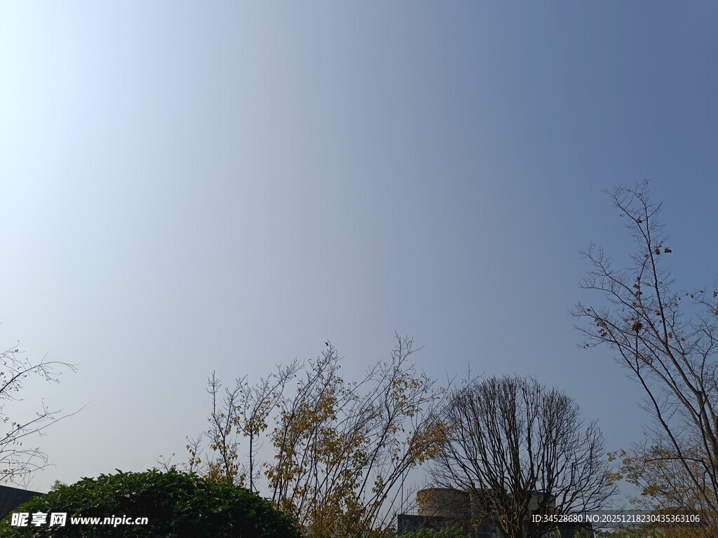 晴朗天空下的稀疏树木