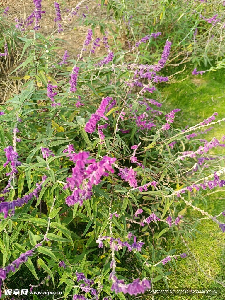 紫色花丛中的自然美景