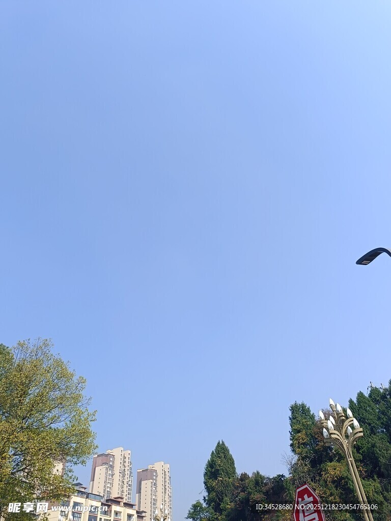 飞鸟掠过城市树梢上空