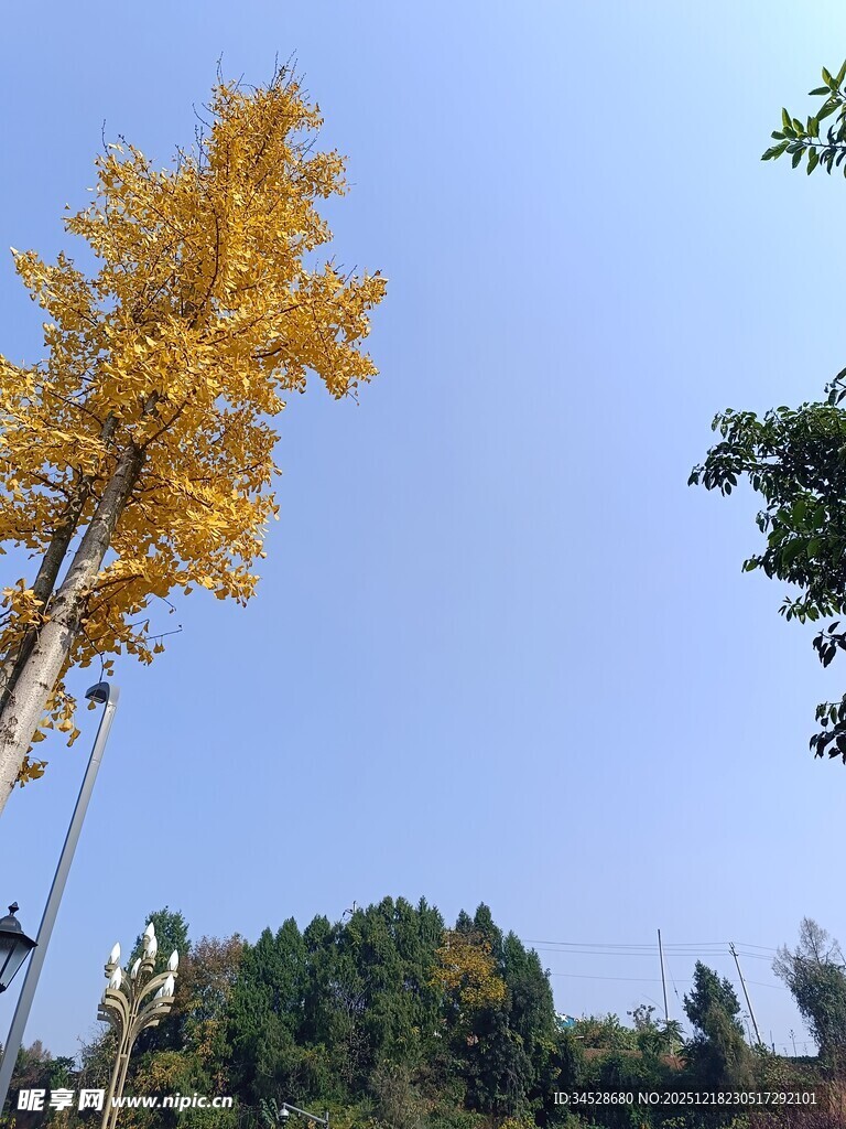 金黄银杏树立于蓝天之下