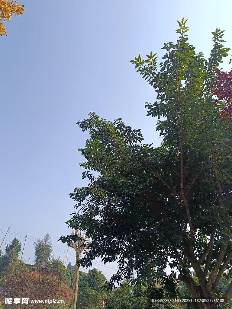 户外绿树蓝天景致