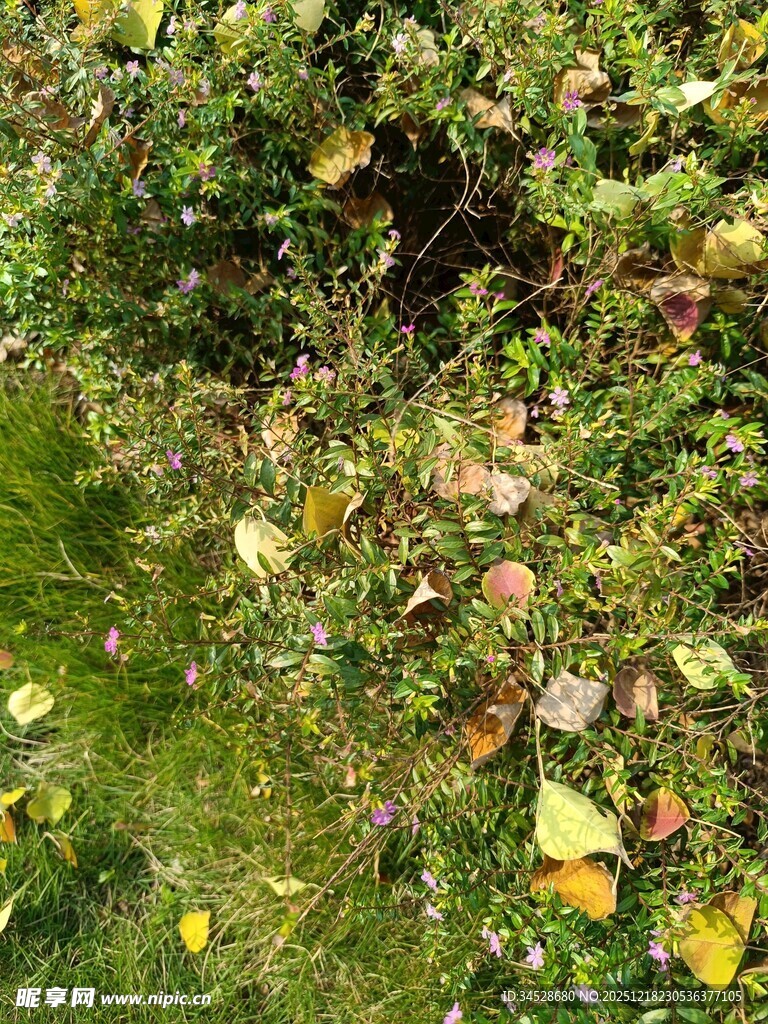 绿叶间的多彩果实