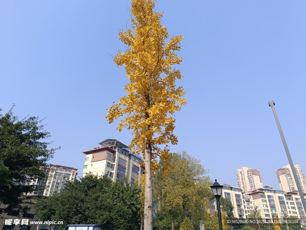 秋日金黄银杏树 