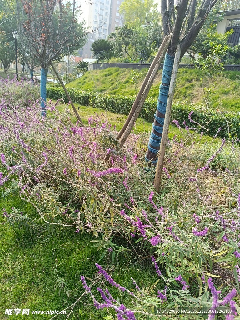 路边倒伏的繁茂花枝