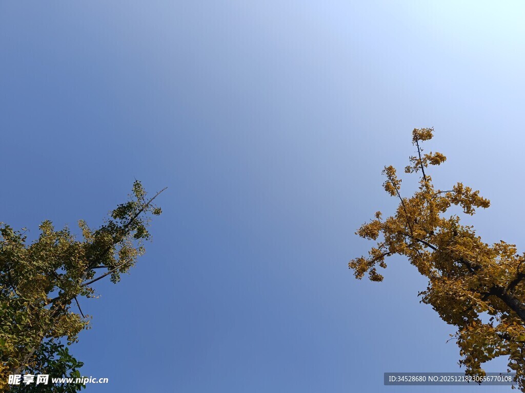 蓝天映衬下的树梢