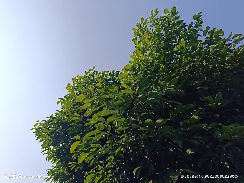 翠绿树冠映蓝天