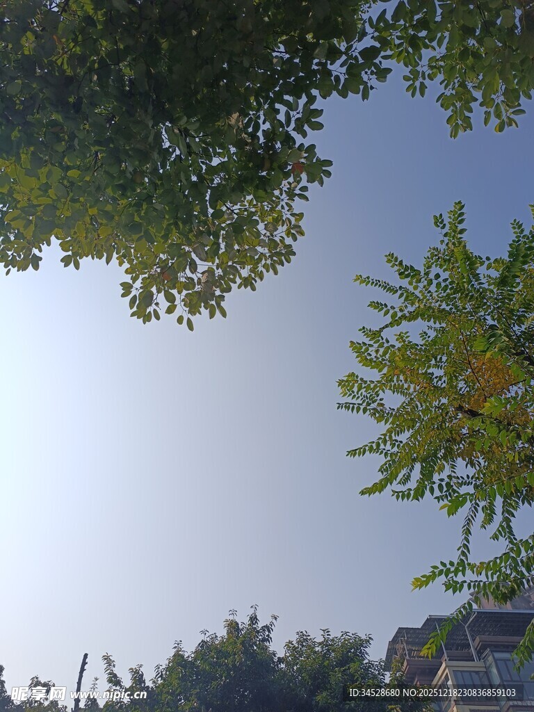 仰视绿树蓝天景致