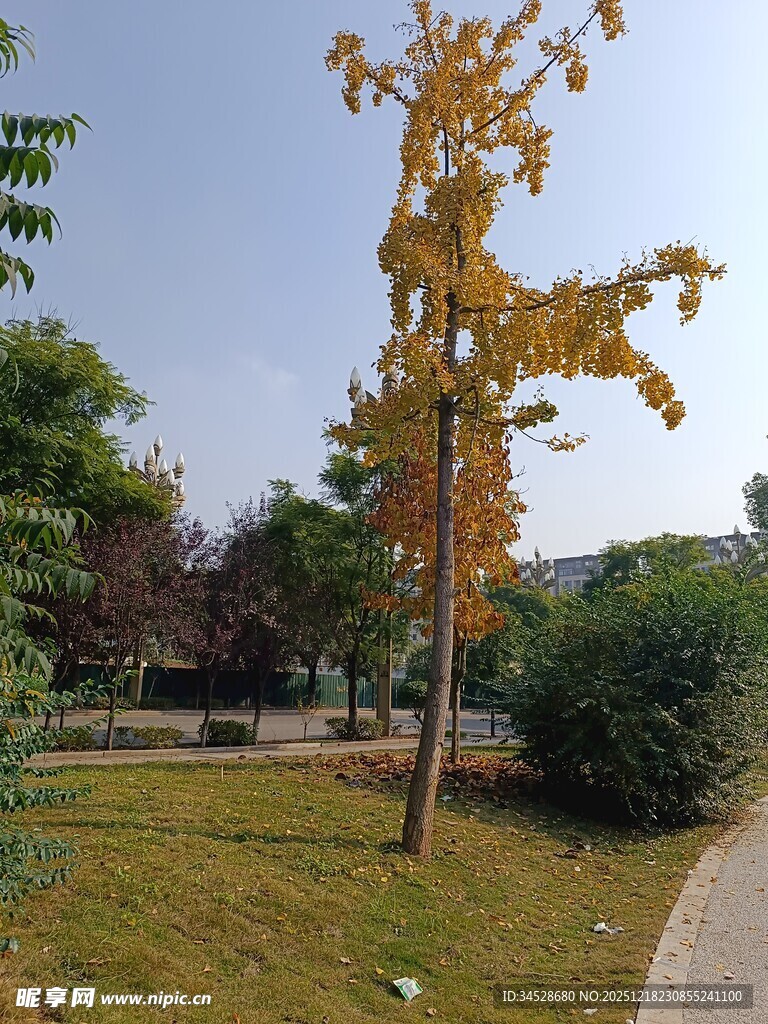 秋日公园中的黄叶树木