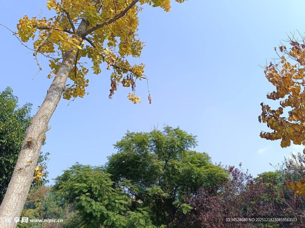 秋日树木蓝天景致