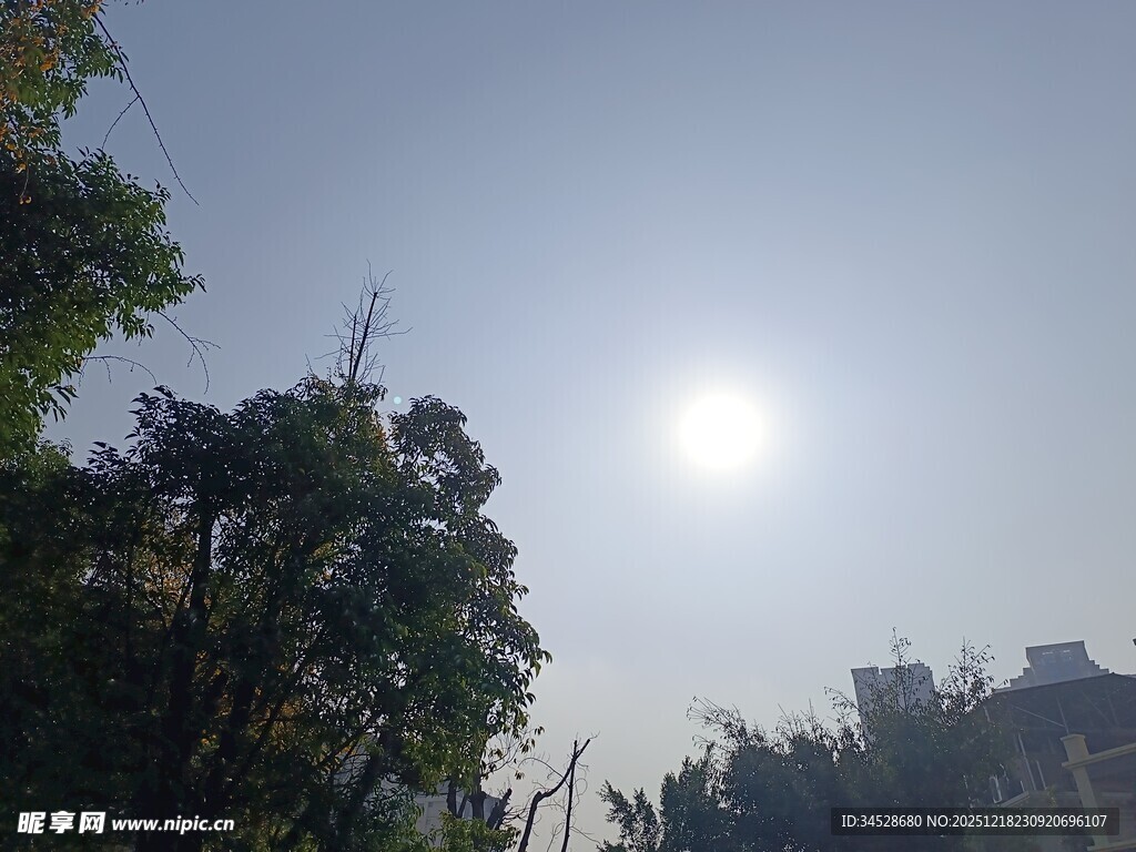 阳光下的绿树景观