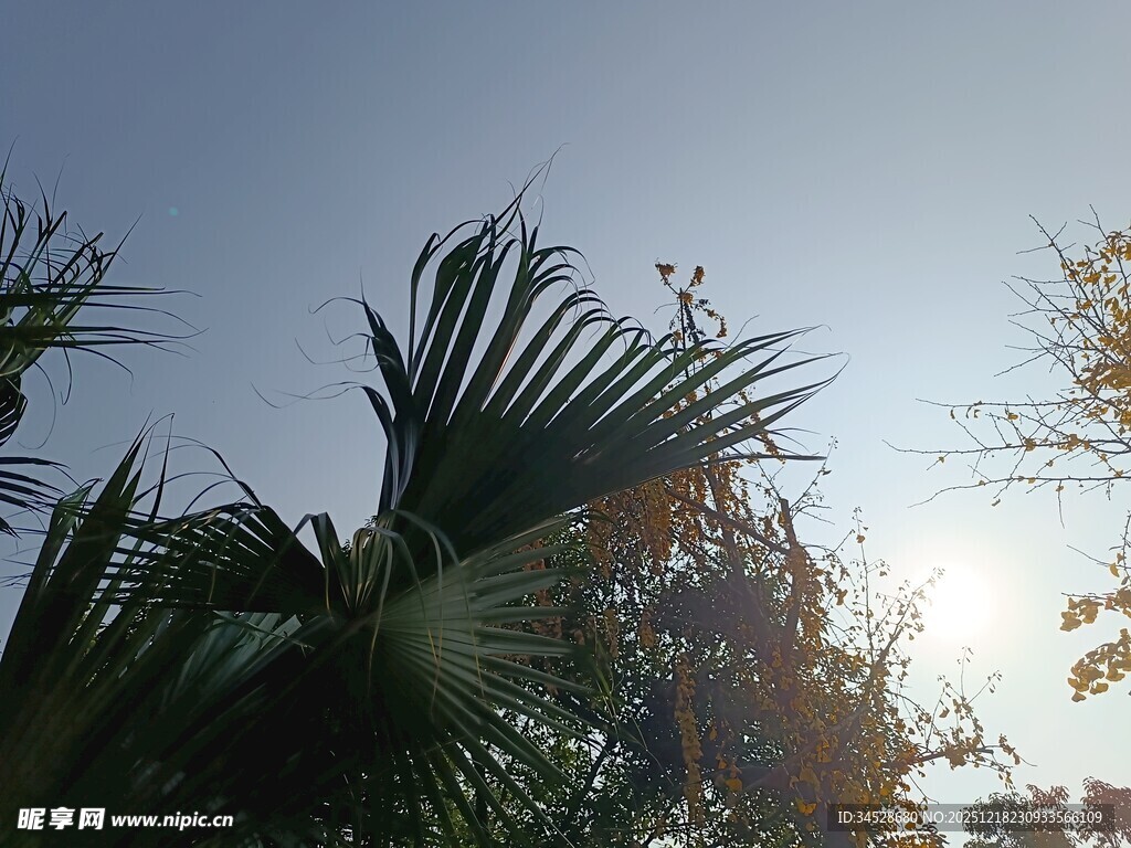 阳光下的棕榈树叶