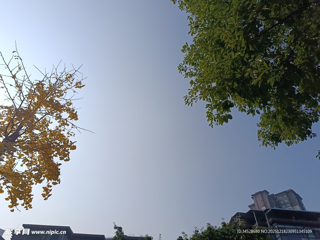 秋日树梢与楼间的天空