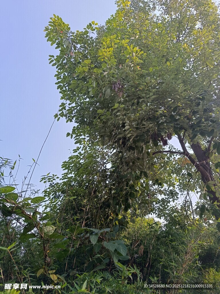 夏日繁茂绿树蓝天景象