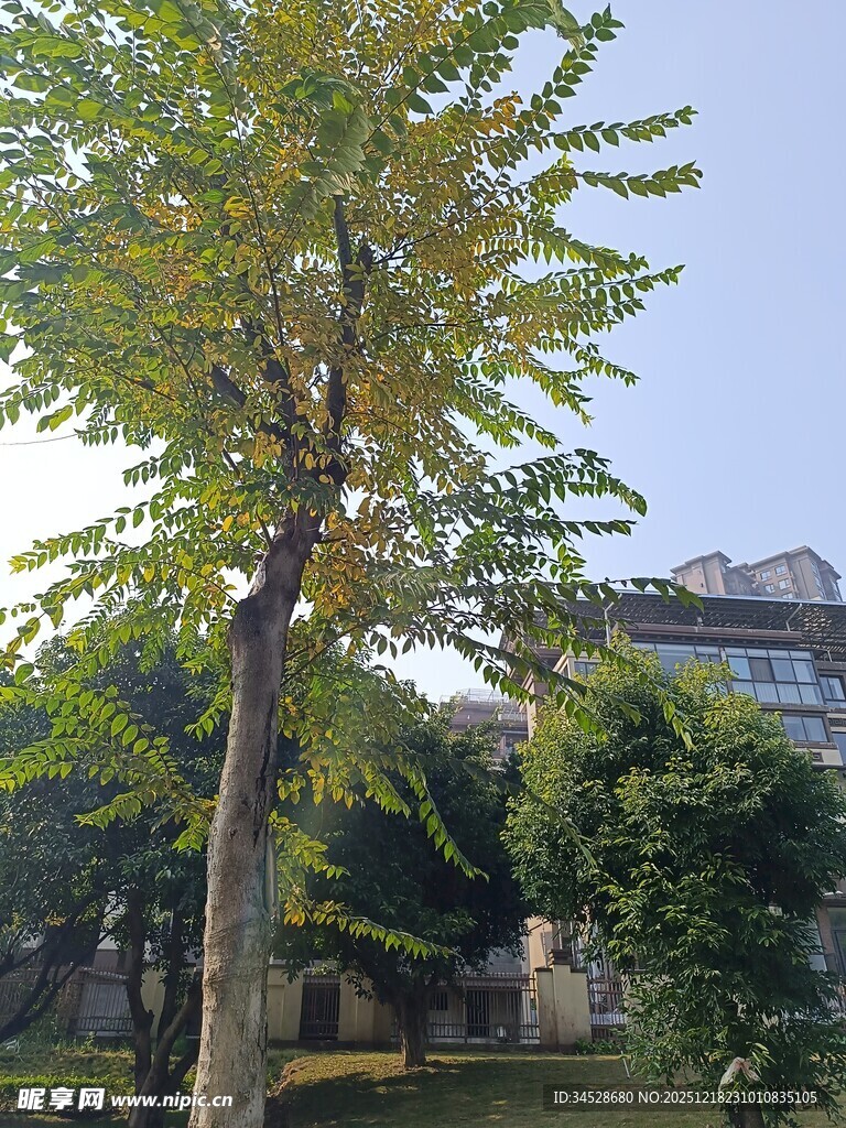 秋日公园中的葱郁树木