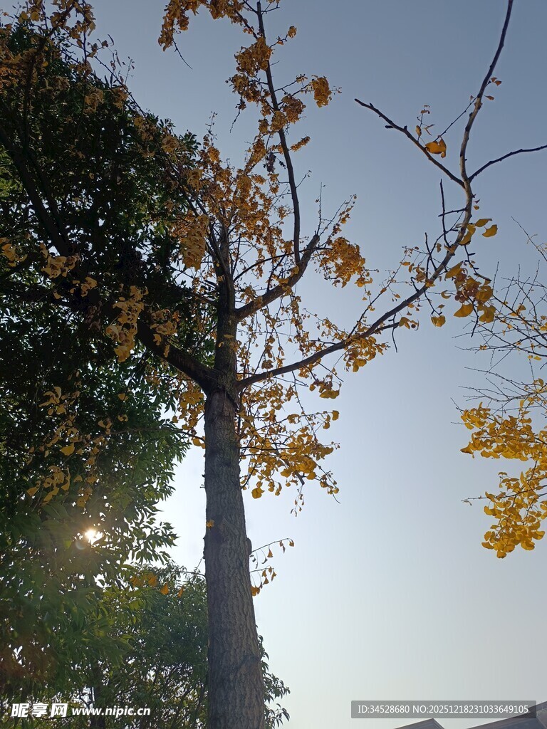 秋日阳光下的树木景致