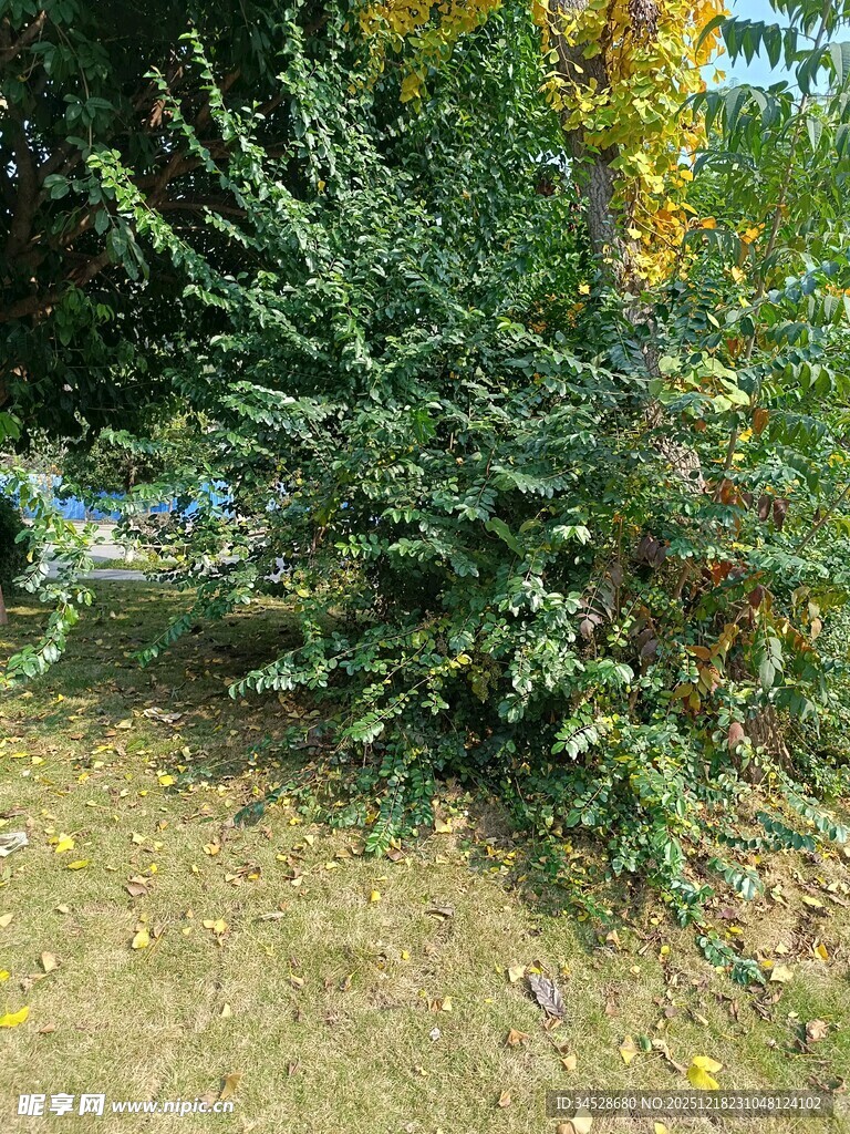 户外丛生的绿色植物