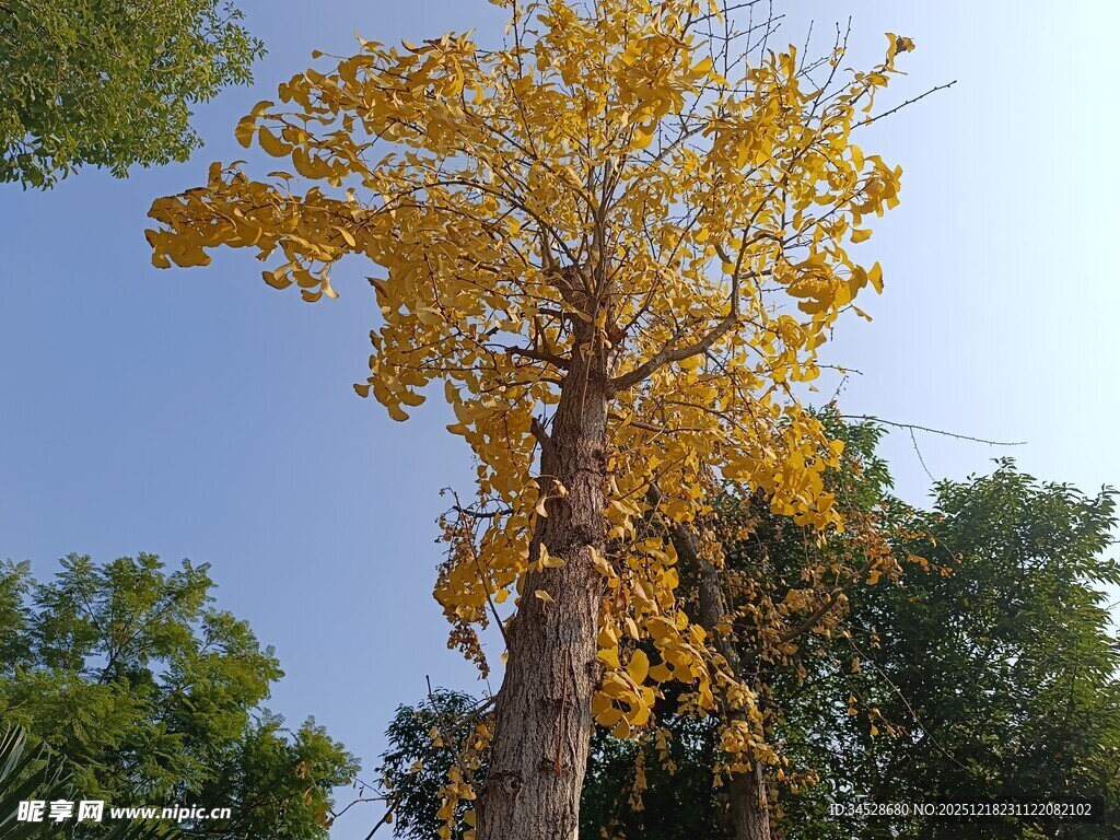 秋日金黄银杏树