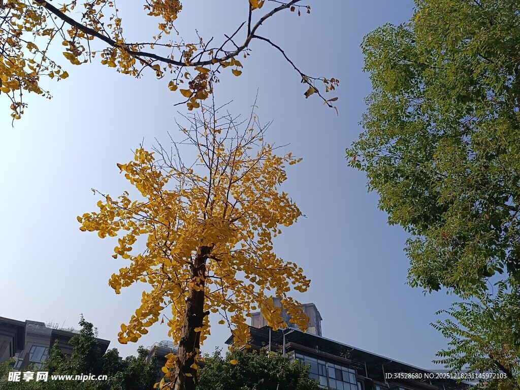 秋日金黄银杏树美景