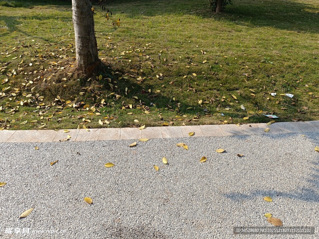 路边树下的散落黄叶