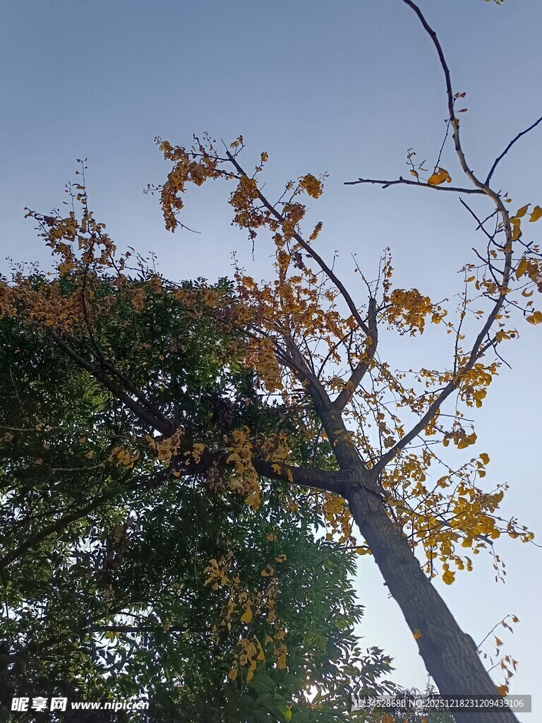 秋日枝头黄叶映衬蓝天