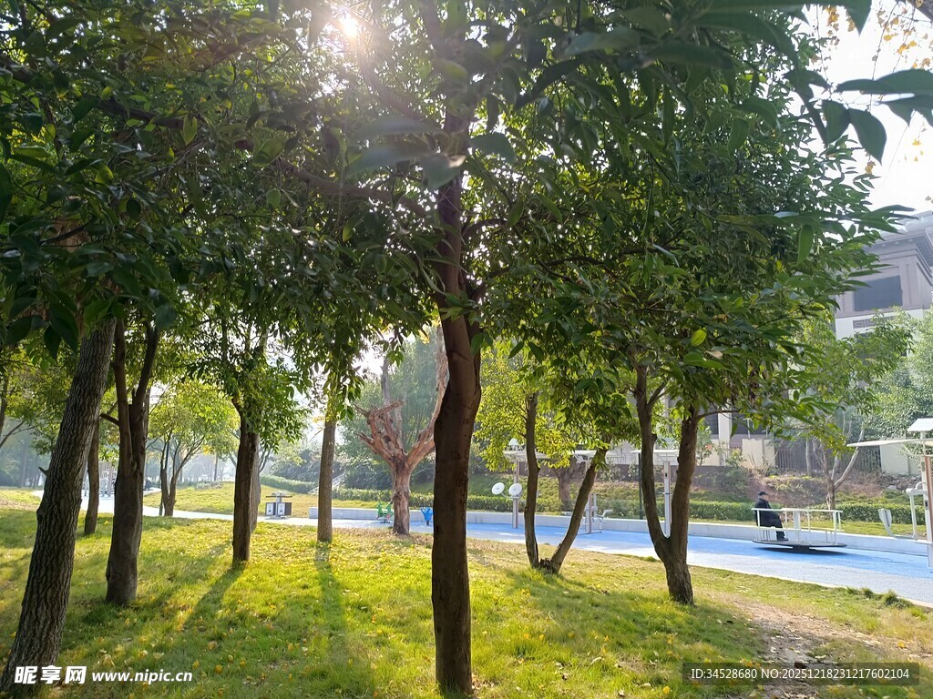 阳光照耀下的林间绿地