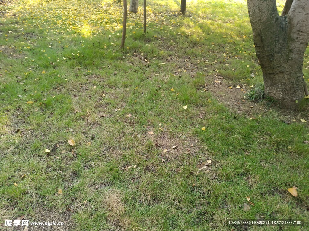 林间草地自然风景画面