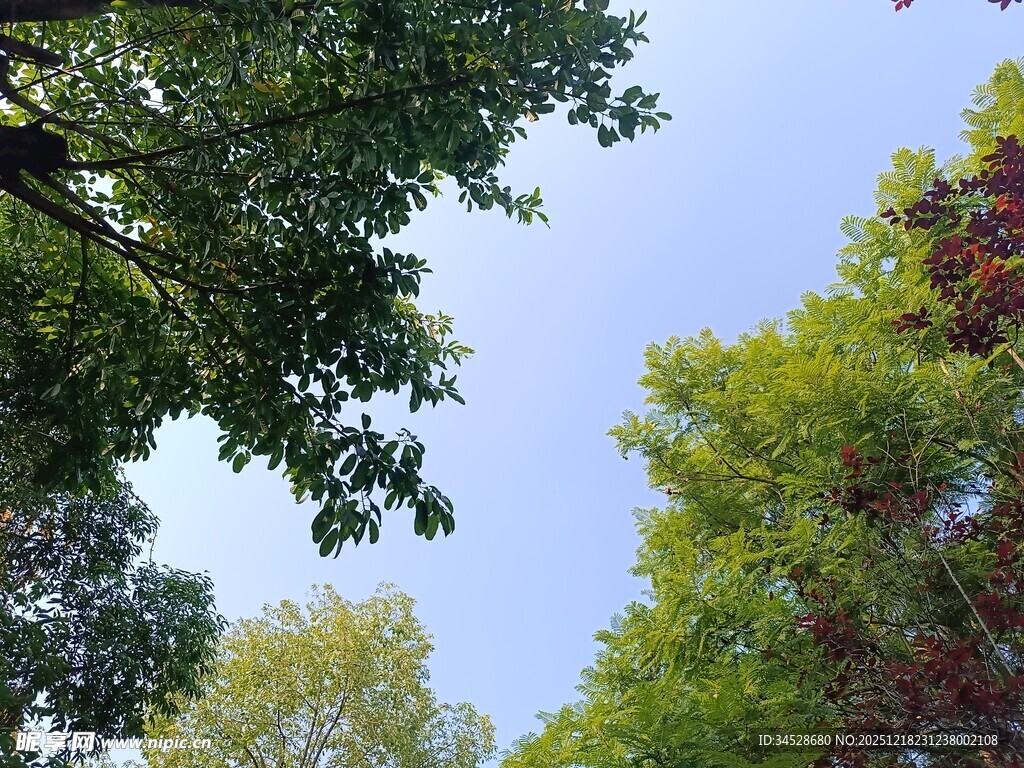 仰视葱郁多彩树木景观