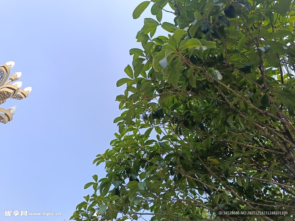 绿叶蓝天间的自然景致