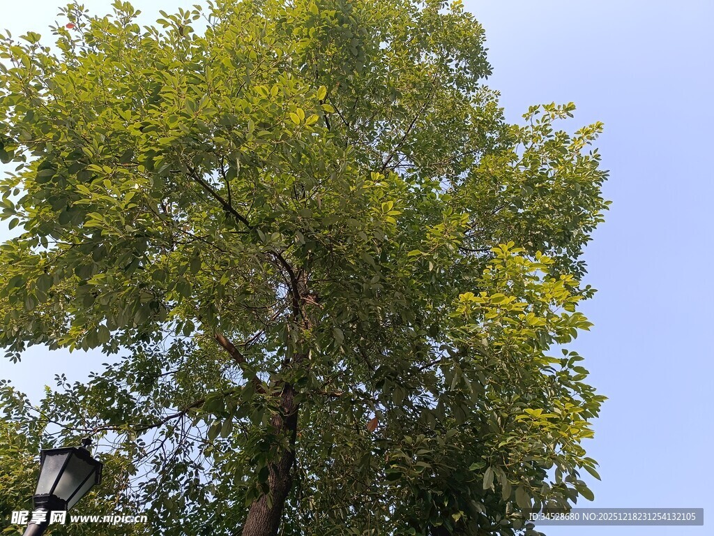 高大葱郁的绿树