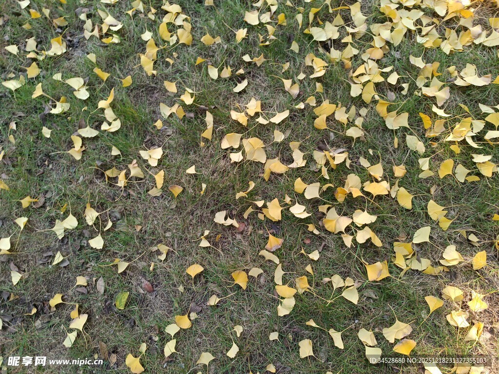 地面散落的金黄落叶