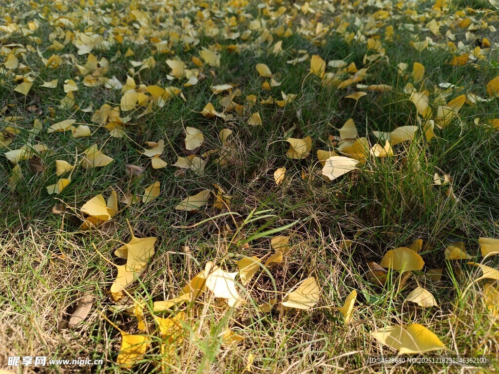 秋日落叶铺就的斑斓草地