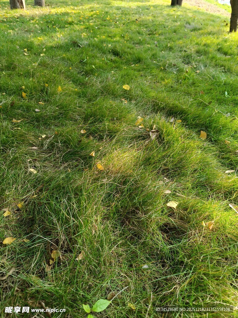 阳光下的翠绿草地