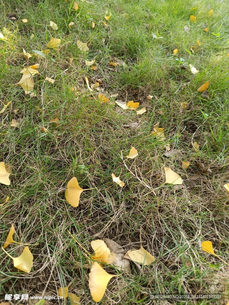 草地上的金黄落叶