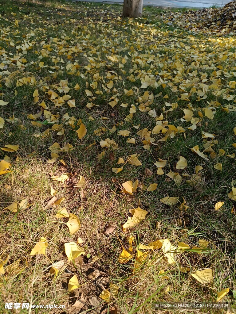 秋日落叶铺满草地景象