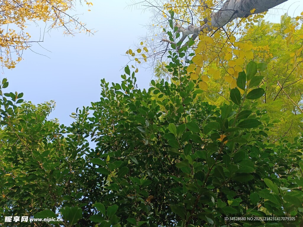 仰视葱郁树木与蓝天