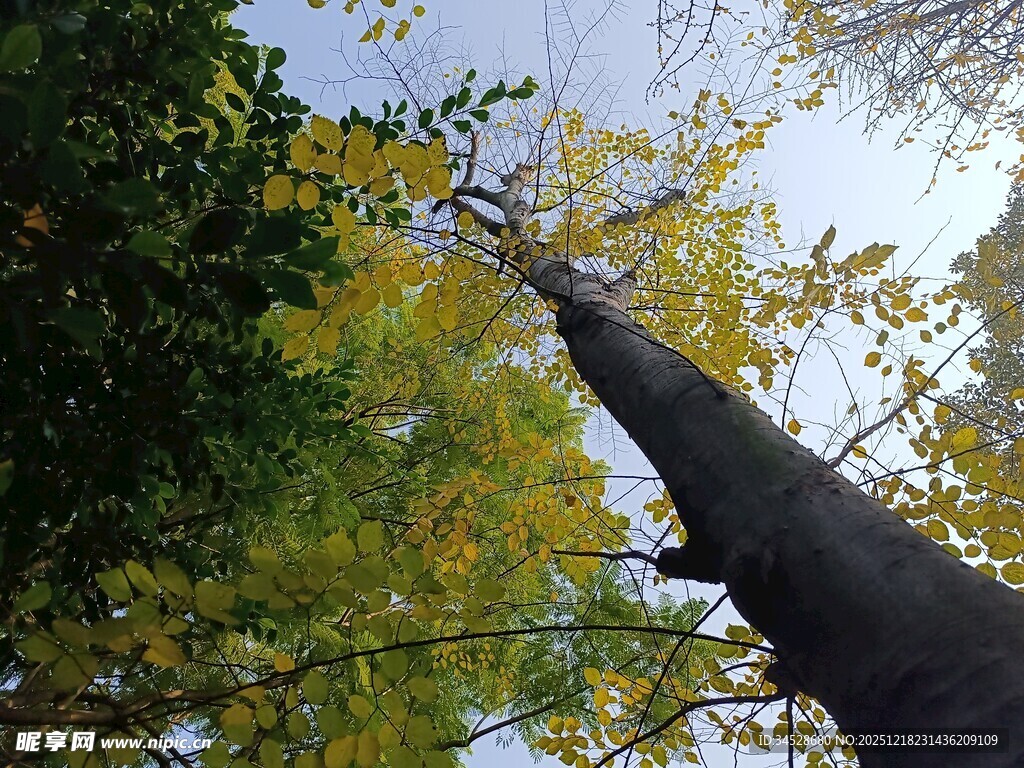 仰望秋日银杏树