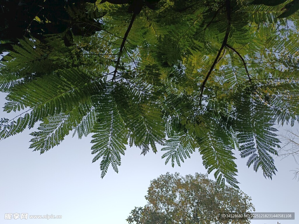 仰视枝叶繁茂的绿树