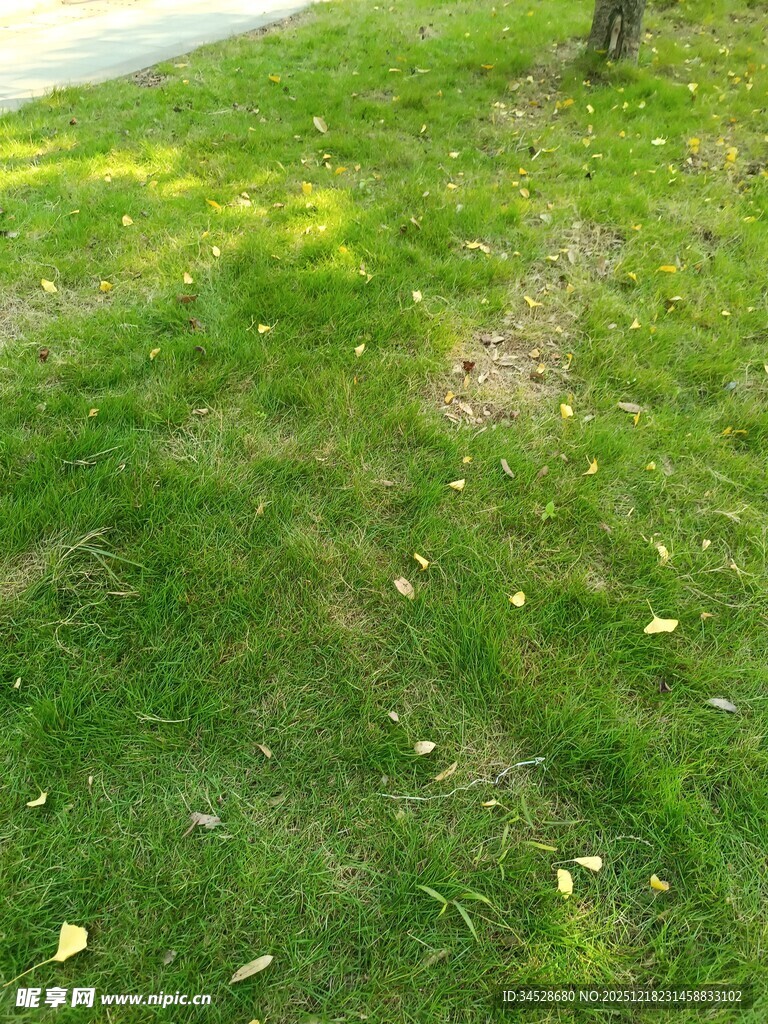 阳光下的翠绿草地