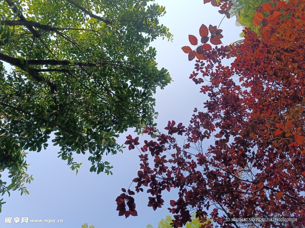 仰观多彩树木与蓝天