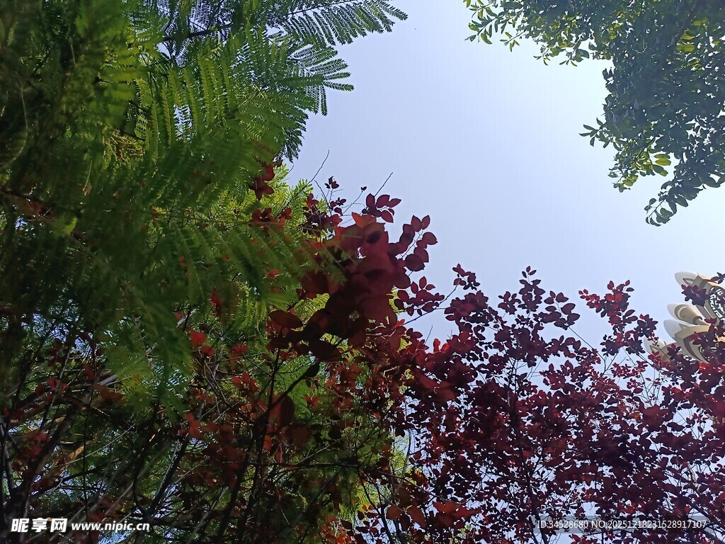 仰视多彩树木景观