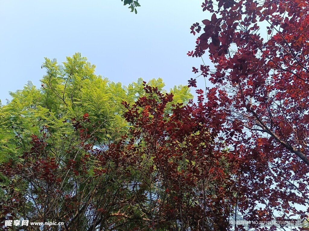 多彩树木展现自然之美