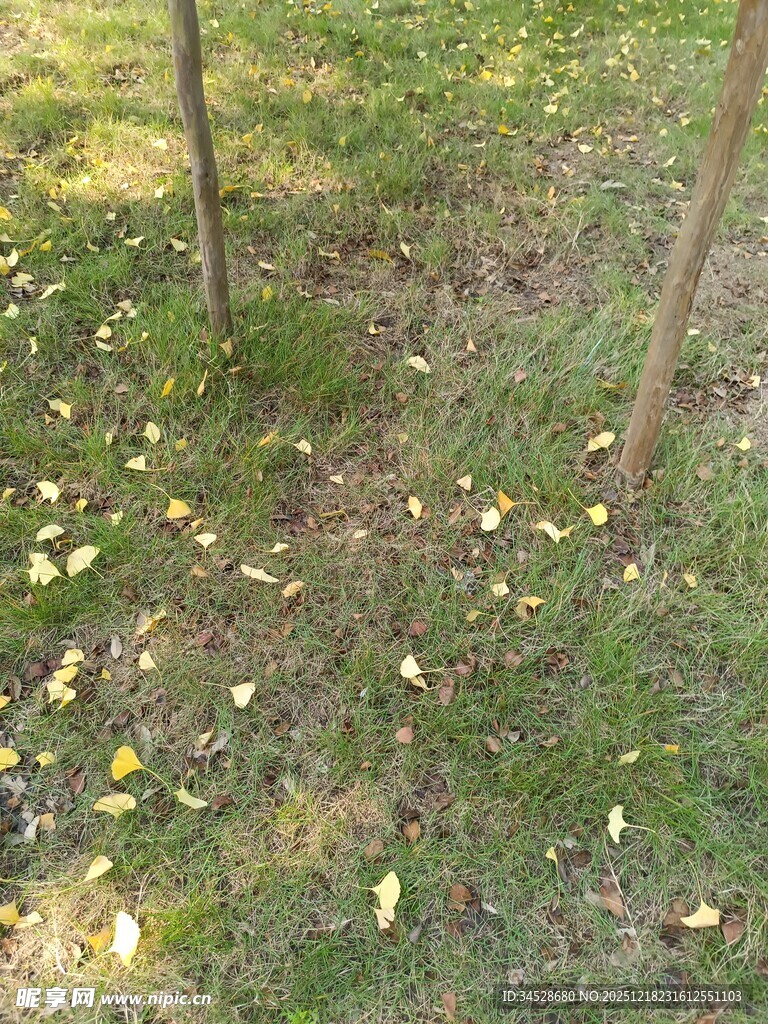 草地上的树木与散落黄叶