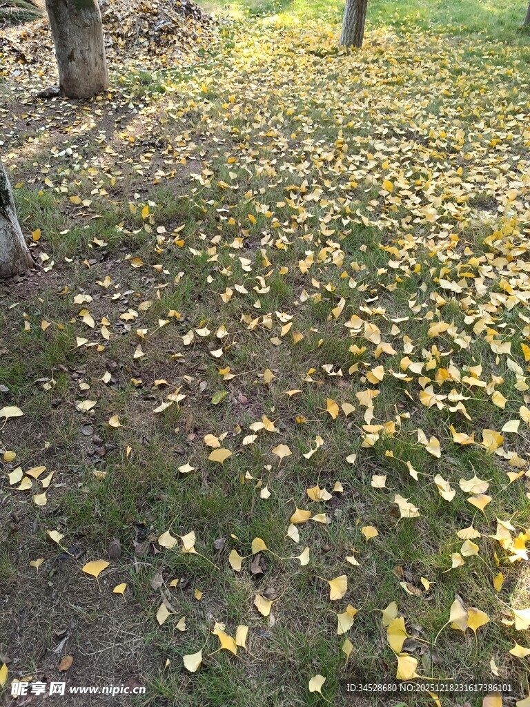 秋日草地落满金黄树叶