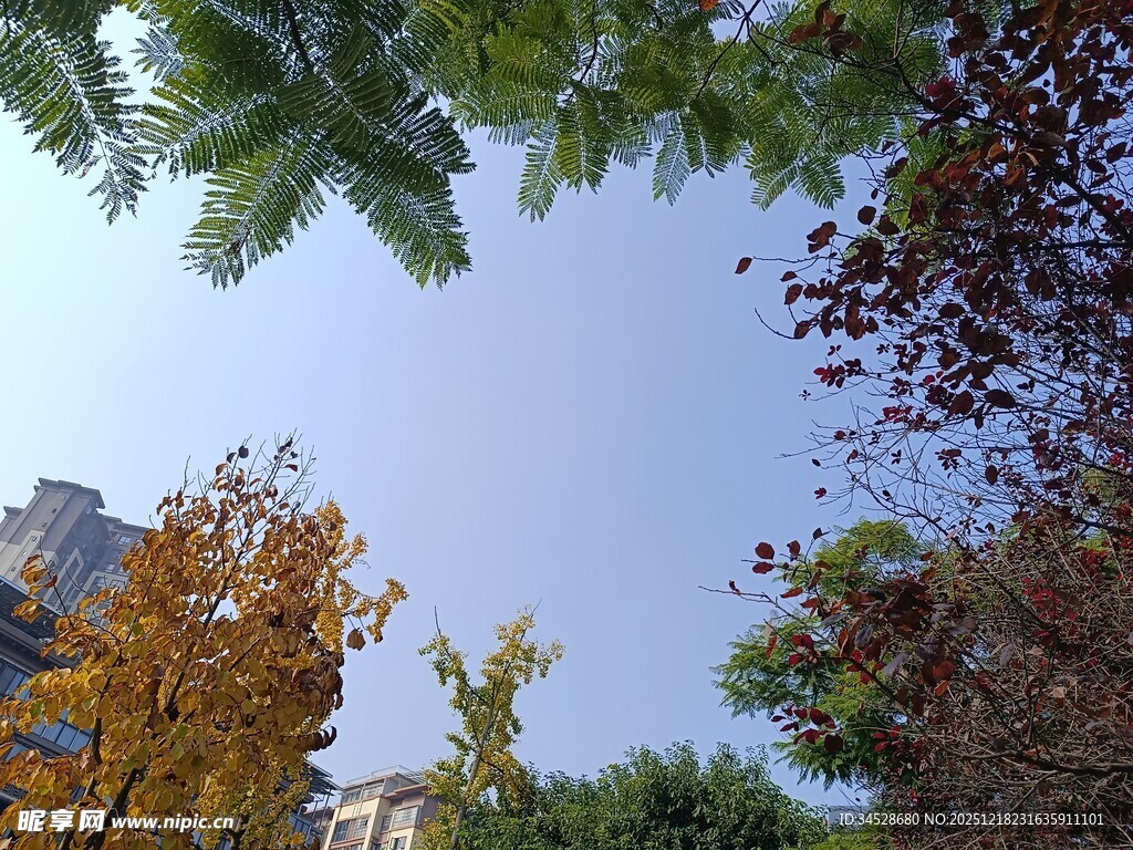 秋日树梢下的蓝天景致