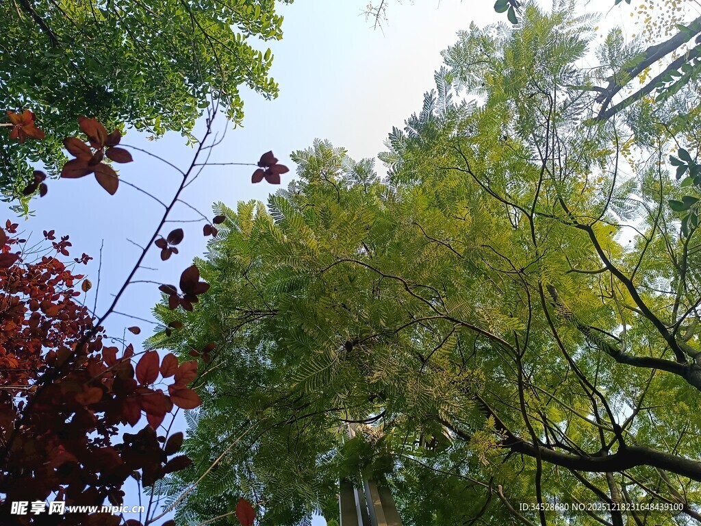 仰视多彩树木景观